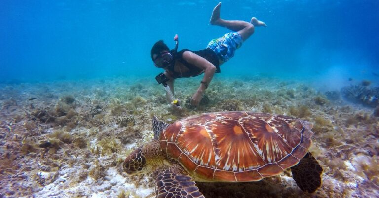 How to See Sea Turtles in Maui (& 9 Spots to Find Them)