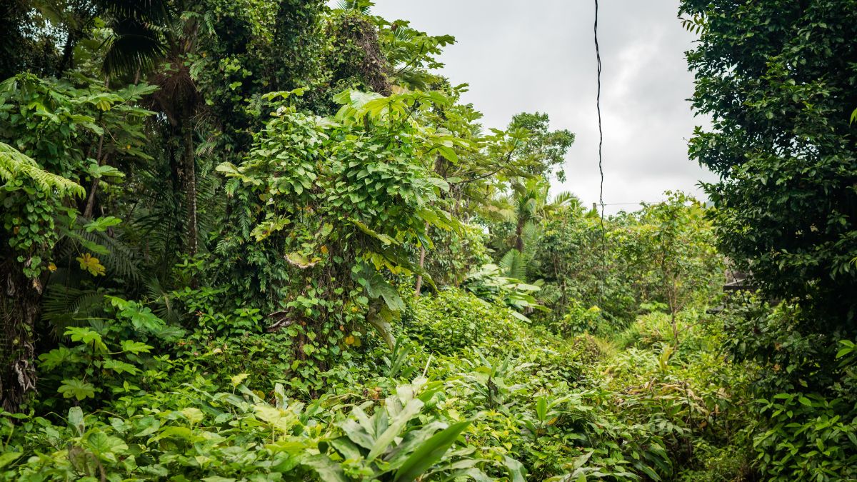 El Yunque National Forest Puerto Rico