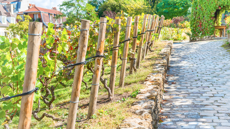 Montmartre Vineyards