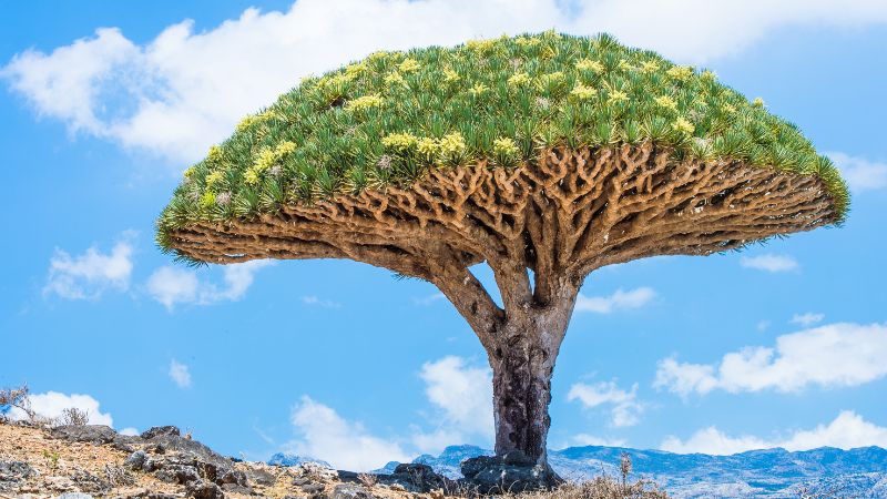 Socotra Yemen
