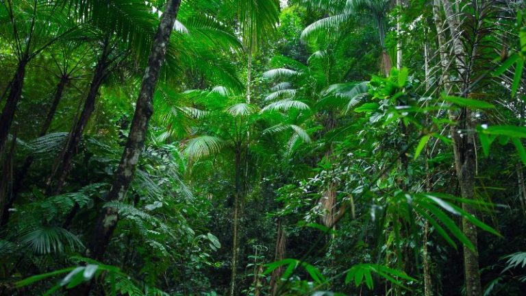 Best Time to Visit Brazil