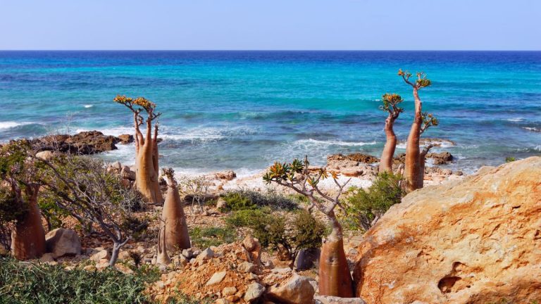 Socotra Island’s Hidden Wonders Await the Bold Traveler