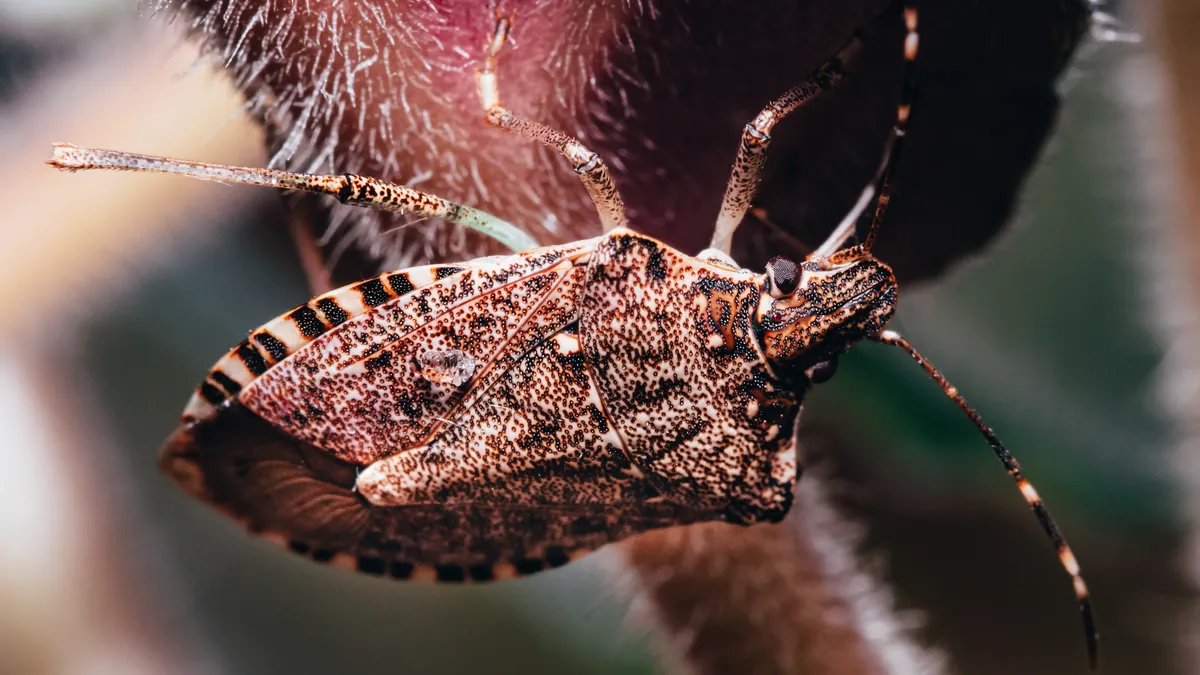 7 Red Flags of Bed Bugs in Budget Hotels