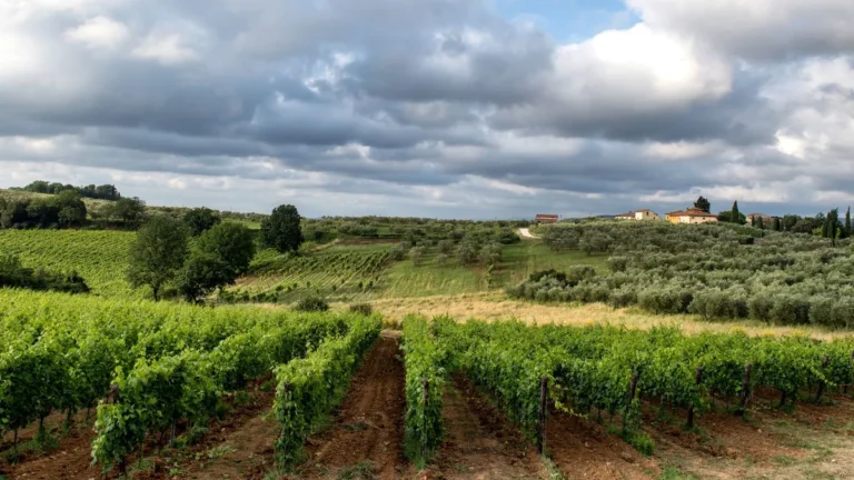 8 Gorgeous European Wine Valleys That Are Astonishingly Cheap