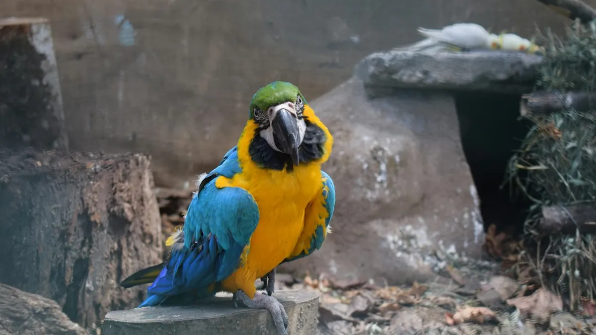 Kea