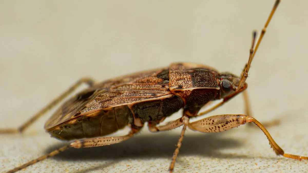 Live Insects or Shed Exoskeletons Found in Bed Crevices and Furniture Joints