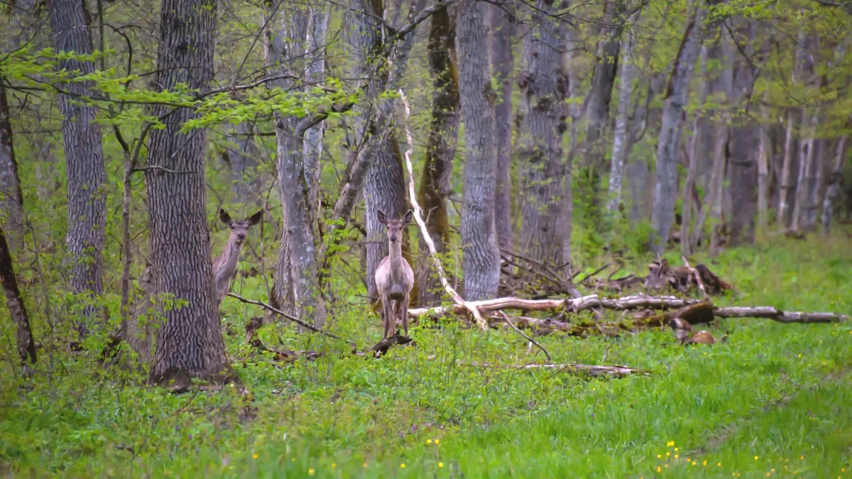 Point Pelee National Wildlife Area Connection
