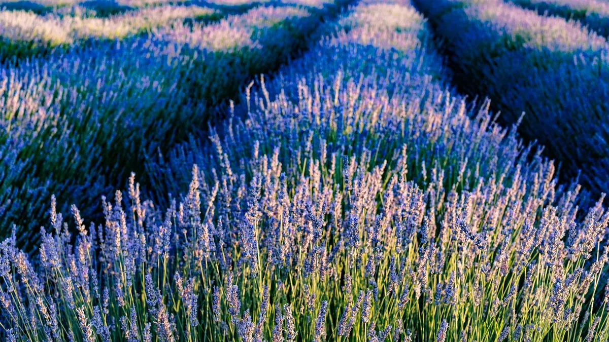 Provence France