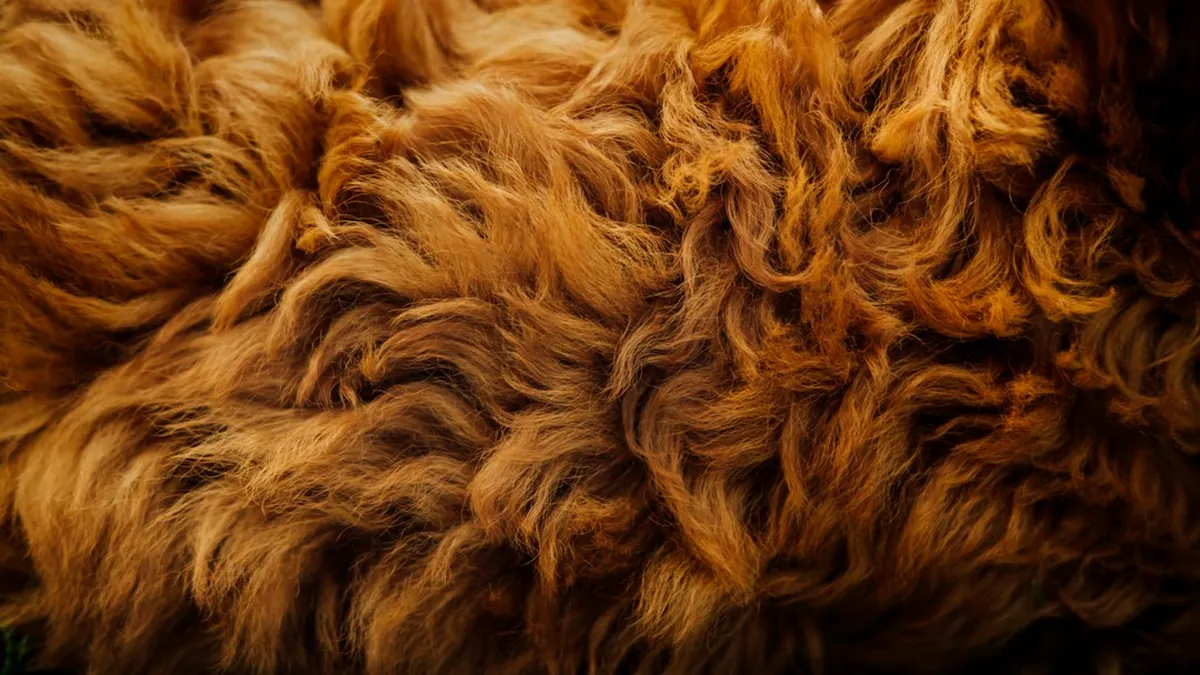 Rental Car Cleaning Fees for Pet Hair Explained