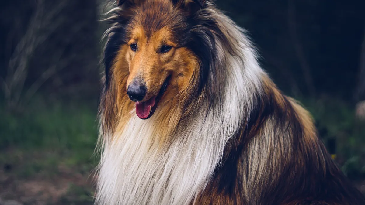 Rental Car Cleaning Fees for Pet Hair Explained