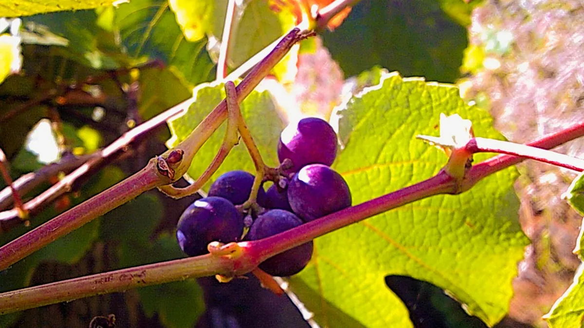Vinho Verde Country, Northern Portugal